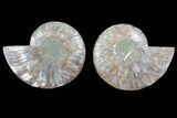 Cut & Polished Ammonite Fossil - Agatized #103083-1